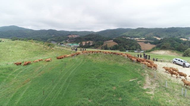 Cattle herding on a green hillside under a cloudy sky