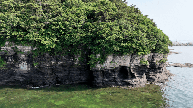 바다 옆 무성한 나무들이 있는 바위 절벽