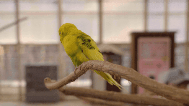 Colorful parakeets perched on a branch