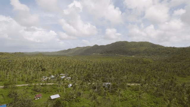 Vast palm forest with distant mountains