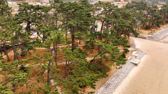 소나무와 파도가 있는 고요한 해변