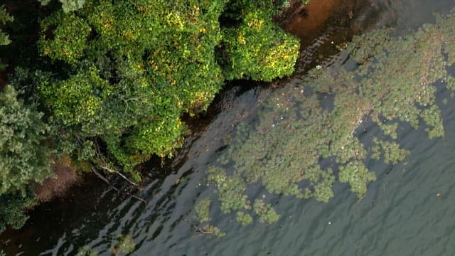 Lush green forest by a calm river