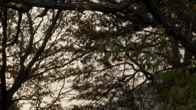 Trees with leaves in a serene forest