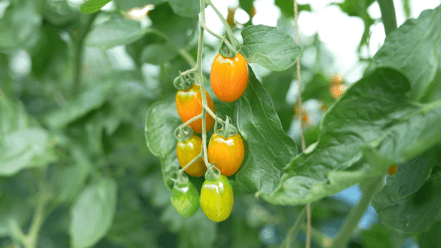 Colorful cherry tomatoes hanging on vine