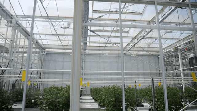 식물이 자라는 현대식 온실