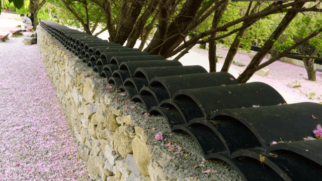 Stone wall with fallen cherry blossoms