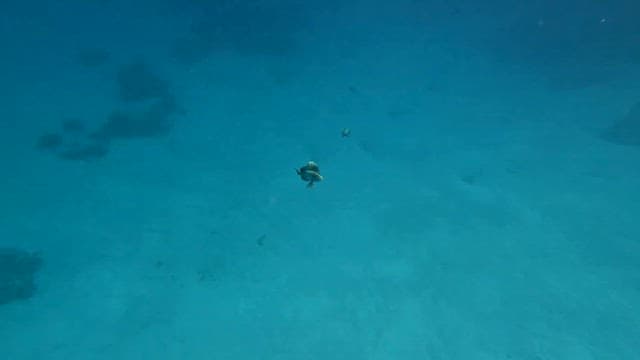 Fish swimming in the clear blue ocean