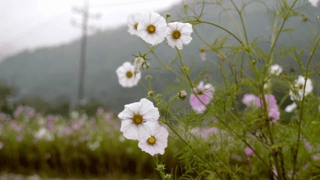 들판의 흰색과 분홍색 코스모스 꽃