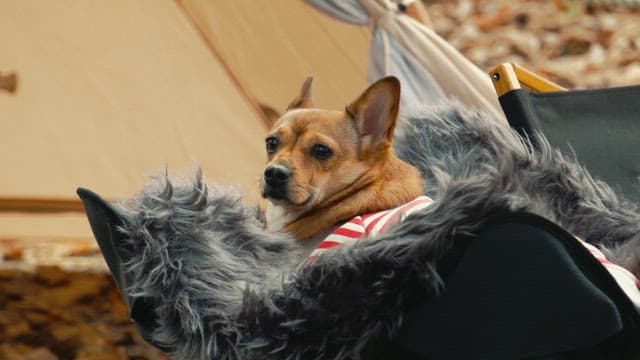 의자 위에 앉아 편안하게 쉬고 있는 개