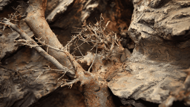 Close-up of tree branches and bark