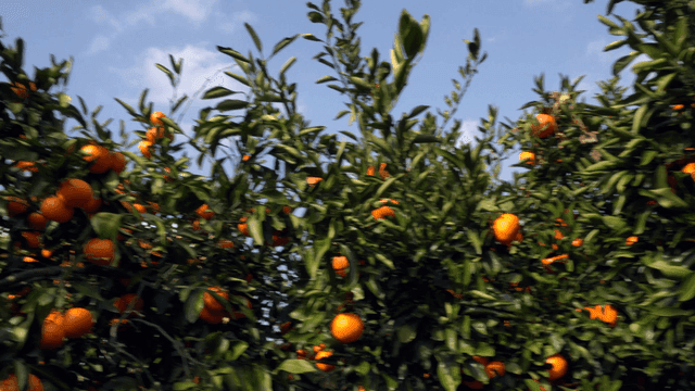 Tangerine tree with ripe fruit