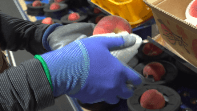 흰색망에 포장되는 복숭아