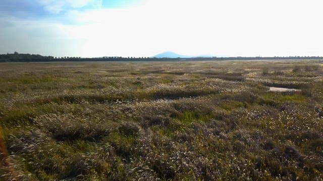 Vast field under a clear sky