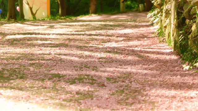 Path covered with pink petals