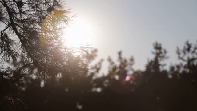 Sunlight Filtering Through Pine Branches