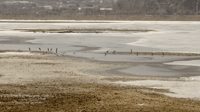 Frozen river with birds standing on ice