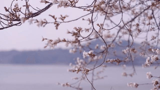 Cherry blossoms by the tranquil lake