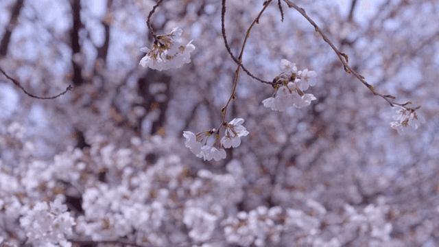 가지에 만개한 벚꽃