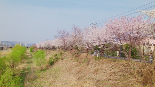 Cherry blossoms along beautiful street