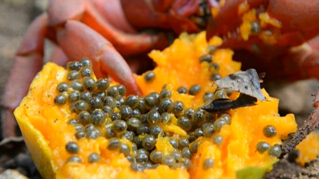 Crab claws eating papaya fruit