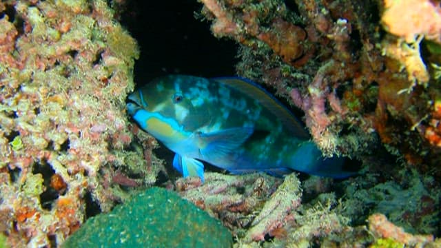 Colorful Parrotfish Nibbling on Coral Reef