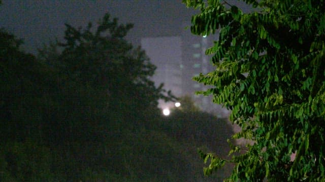 Leaves of trees swaying in the wind and rain in a dimly lit street