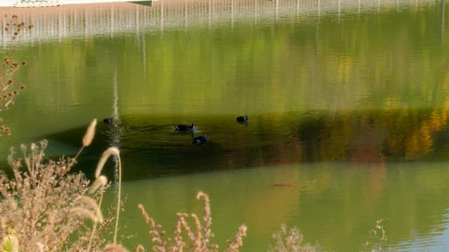 Ducks swimming in a calm lake on a sunny day