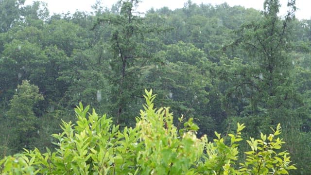 비 내리는 흐린 오후의 초록 숲