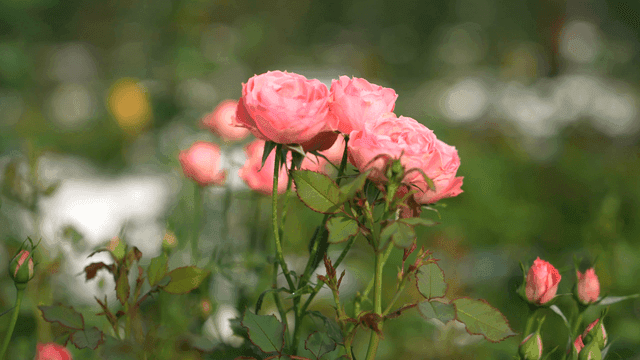 Pink roses blooming in a garden
