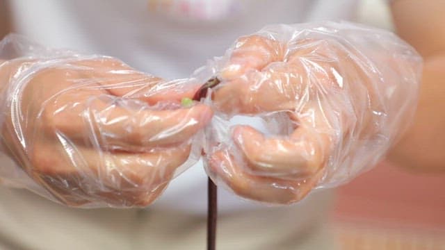 Hands in gloves peeling a purple stem