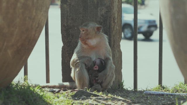 Monkey Caring for Baby on a Busy Urban Street