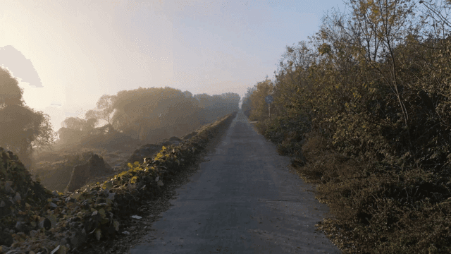Path in forest shrouded in fog at dawn