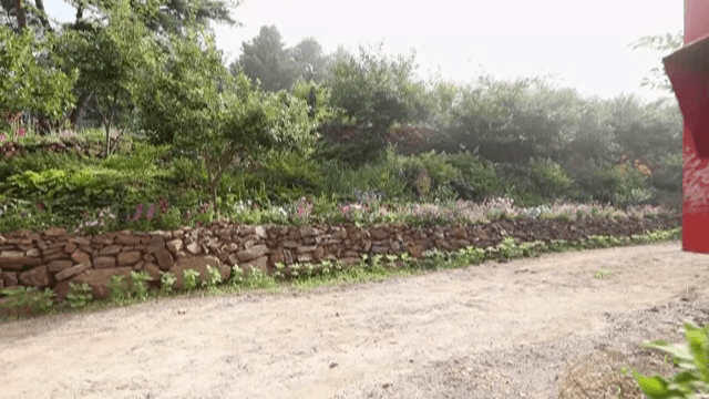 시골 길을 달리는 강아지