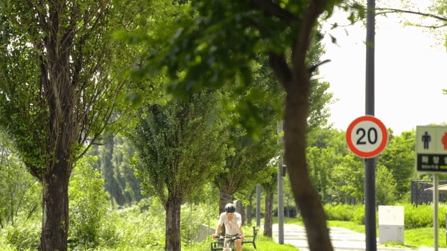 Cyclist riding on a tree-lined path