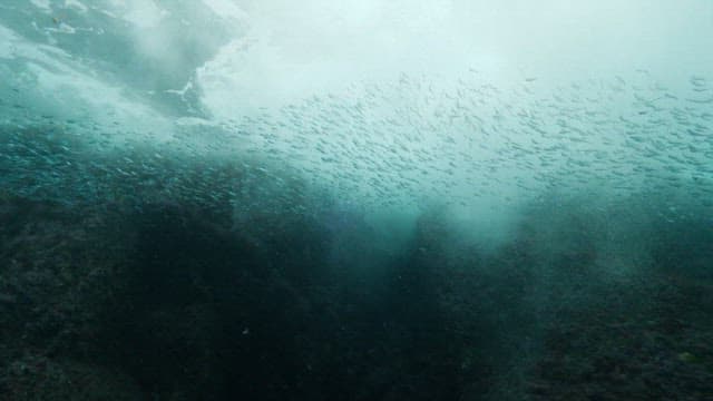 School of fish swimming underwater