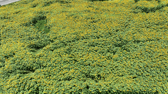 Sunflower field spread out beside road