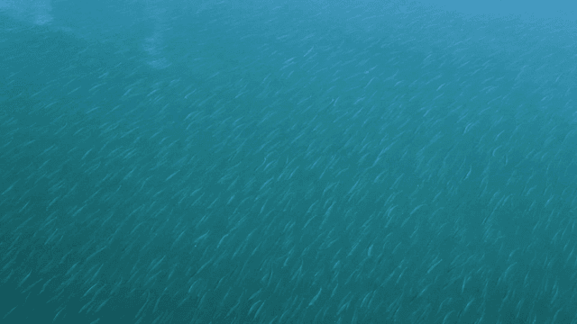 Shoal of fish swimming across quiet river