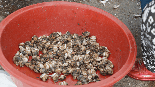 Freshly harvested snails in a red basin