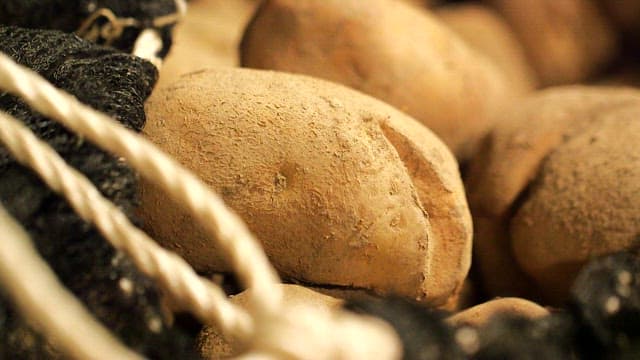 자루에 담긴 갓 수확한 감자