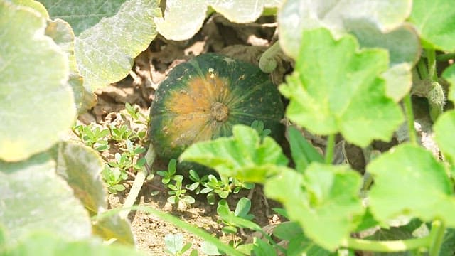 Green Sweet Pumpkin Growing among Leaves and Vines in Fields