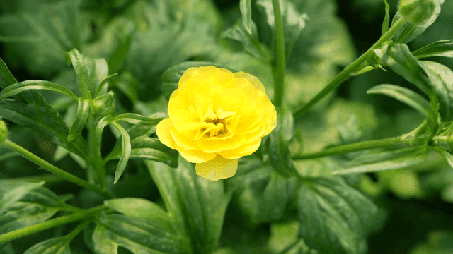 Fully bloomed yellow flowers