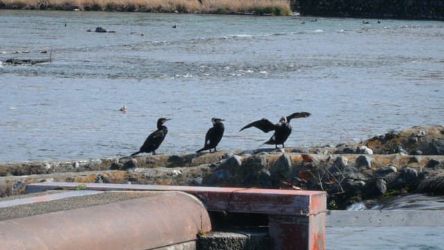 Birds perched and drying wings on riverbank