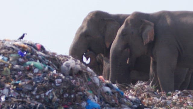 Birds and elephants foraging in a landfill area