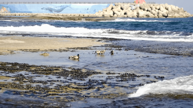 Ducks gathered on the shore