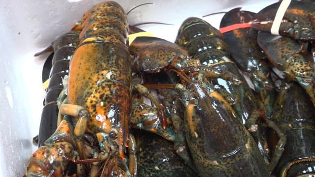 스티로폼 박스에 담긴 바닷가재