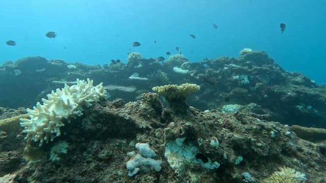 Underwater coral reef with fish swimming