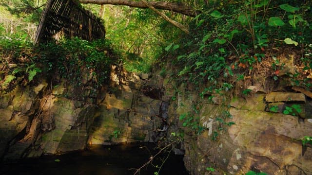 이끼 낀 바위와 무성한 녹색 식물들로 둘러싸인 조용한 작은 연못