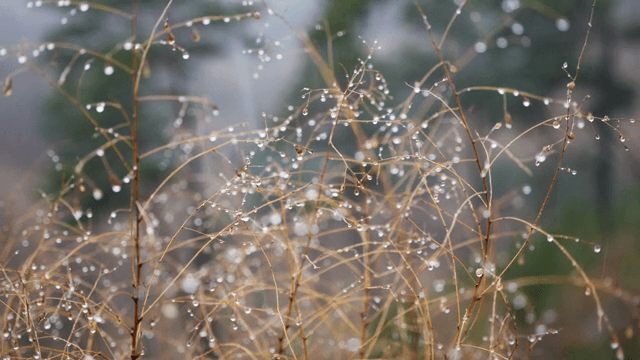 섬세한 가지 위의 빗방울