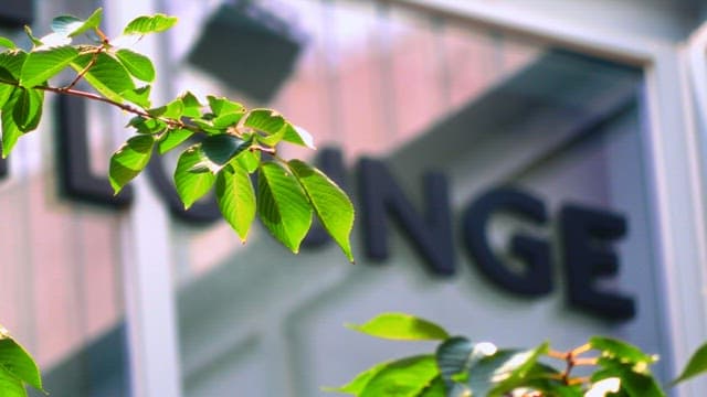 싱그러운 햇빛을 받고 있는 건물 앞 초록 잎사귀