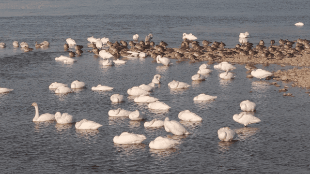 Swans and mallards resting on river
